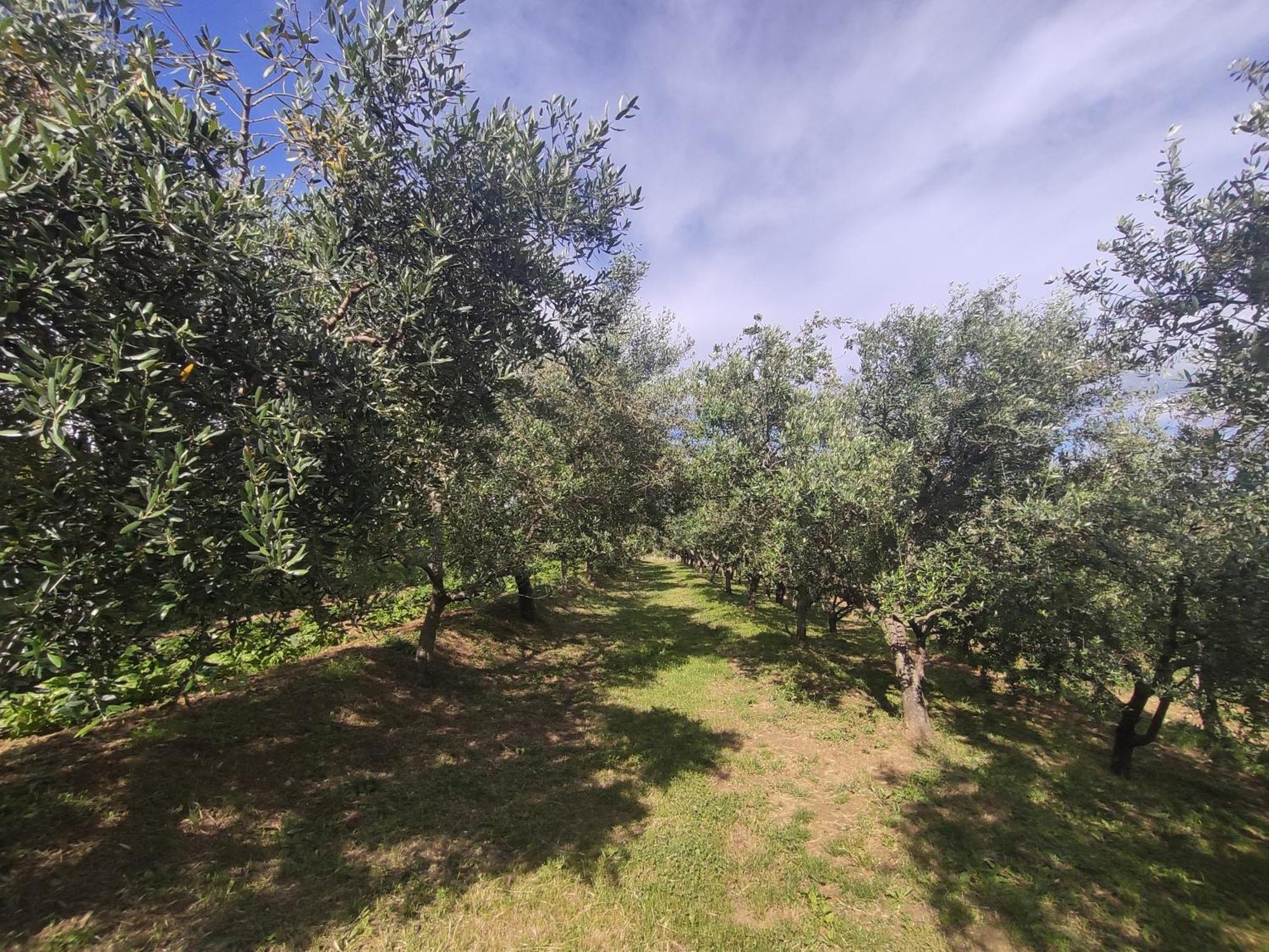 Apartman Villa Romana Grožnjan Extérieur photo